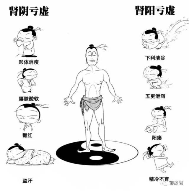 中医五脏之肾:作强之官