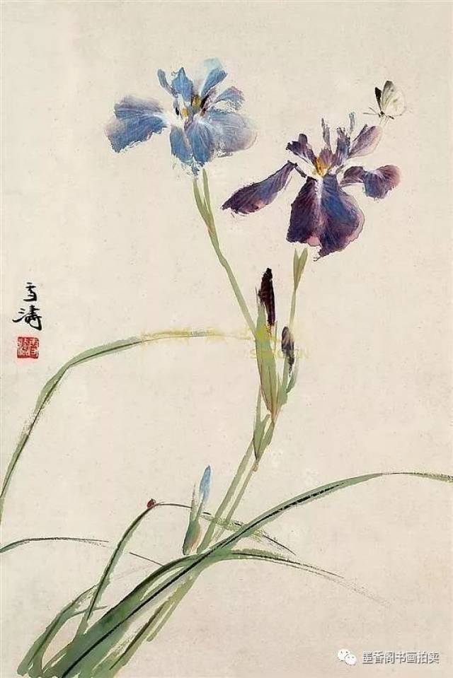 国画技法:鸢尾花的画法