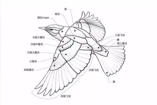 观鸟入门?我认识一个画鸟特别厉害的人 i david allen sibley