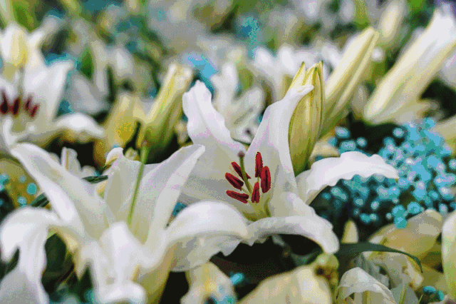 【花卉】顺德附近有个百合花世界,数十万朵鲜花娇艳欲滴惹人醉!