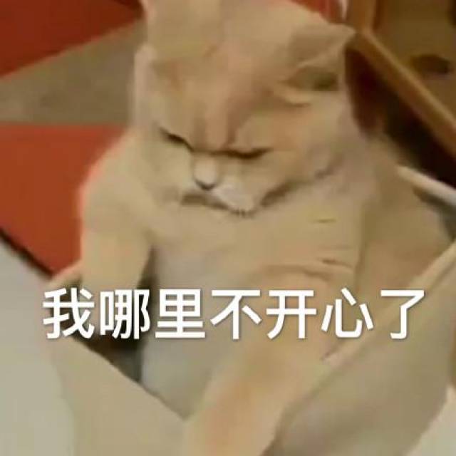 猫咪表情包:拜托拜托了,我可以盘你吗
