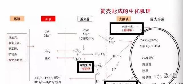 成形的鸡蛋进入阴道部而被产出.具体蛋壳形成的机理这里就不探讨了.