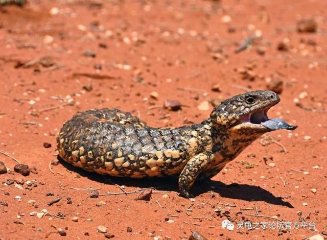 罗特内斯特岛松果蜥 rottnest island shingleback tiliqua rugosa