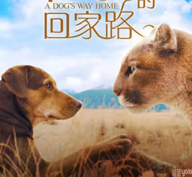 电影音乐 | 一条狗的回家路:不用几生几世,只要今生今世