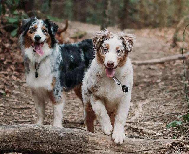 国外网红狗的十大派系~