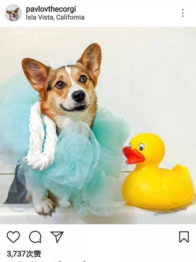 国外网红狗的十大派系~