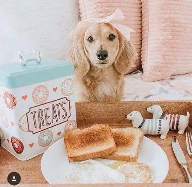 国外网红狗的十大派系~