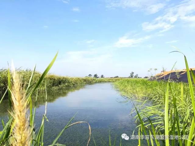 华容东湖国家湿地公园位于湖南省岳阳市华容县境内,于2013年12月通过