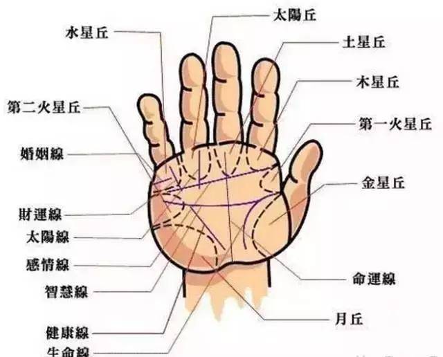 看手相是男左女右吗?手相的九条纹理的具体分析