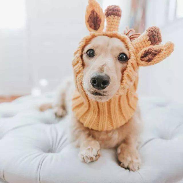 国外网红狗的十大派系~