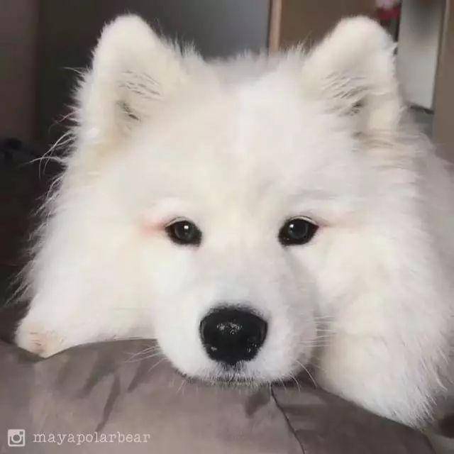 国外网红狗的十大派系~