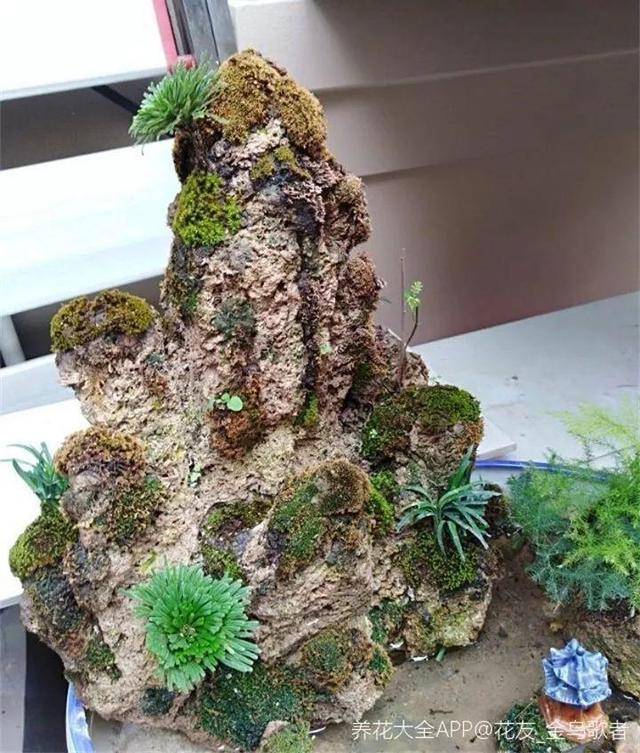 运气好的就会捡到这种浑身是孔的蜂窝石,学名叫做吸水石,除了适合栽种