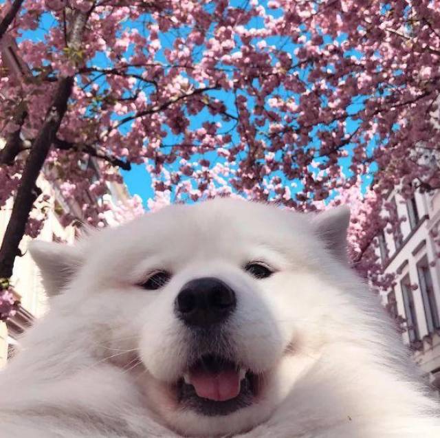 国外网红狗的十大派系~