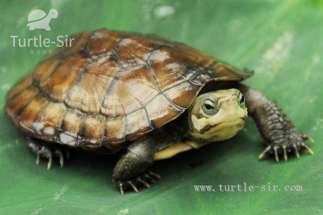 中国本土乌龟大全,据说全部认识的可以封神「龟谷鳖老