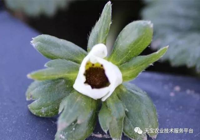 定植成活后,真叶受冻先呈暗绿色,后逐渐失水枯萎;一,草莓冻害的症状