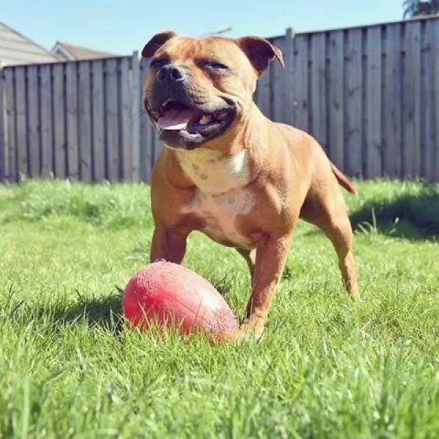 国外网红狗的十大派系~