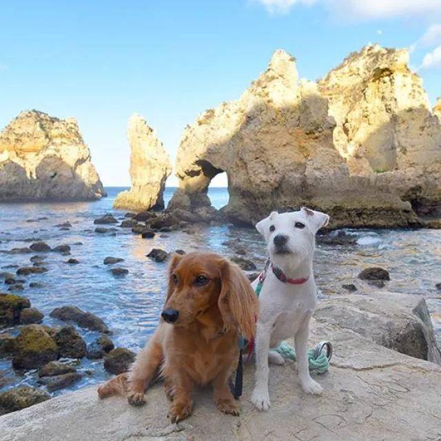 国外网红狗的十大派系~