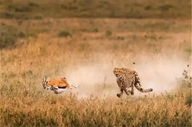 实拍猎豹的捕猎瞬间,它们虽是"短跑冠军",但是耐力真不行