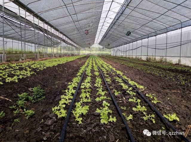 反季节蔬菜种植唱响冬季农业生产序曲