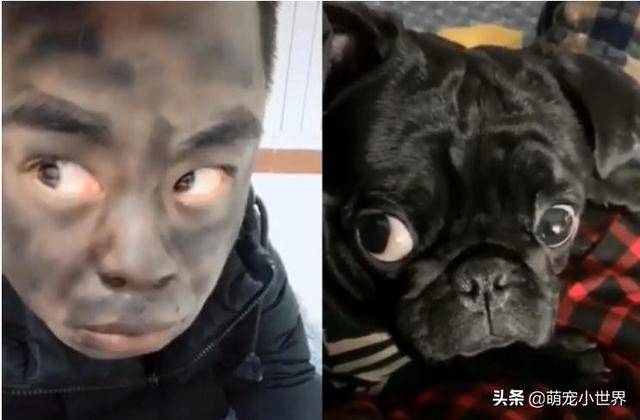 巴哥犬听到关键字突然瞪大眼回头,饲主准确还原狗狗的