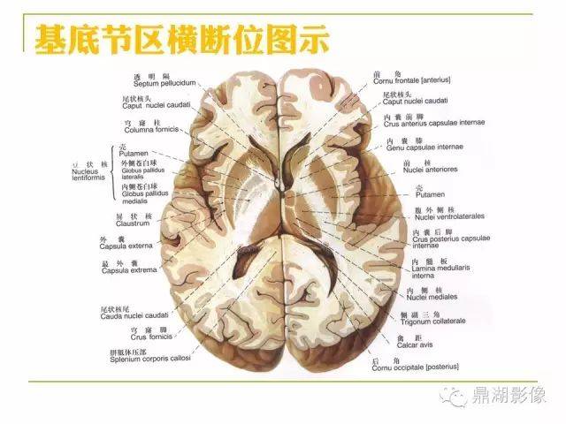 超详细头颅mr高清解剖(必点收藏)