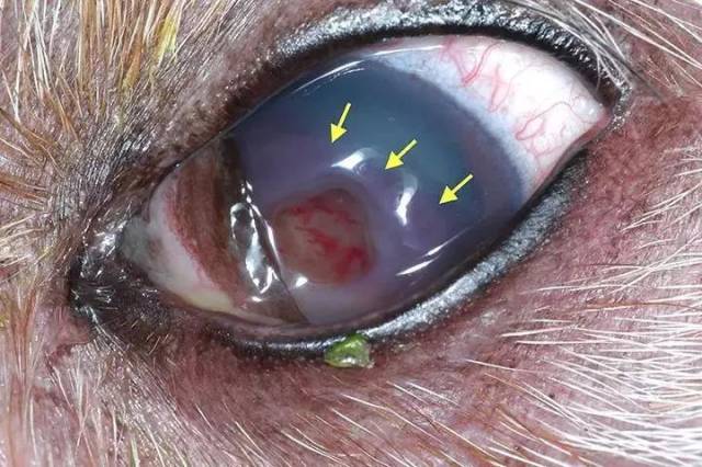 【宠物兽医课堂】角膜穿孔并不是一个样儿