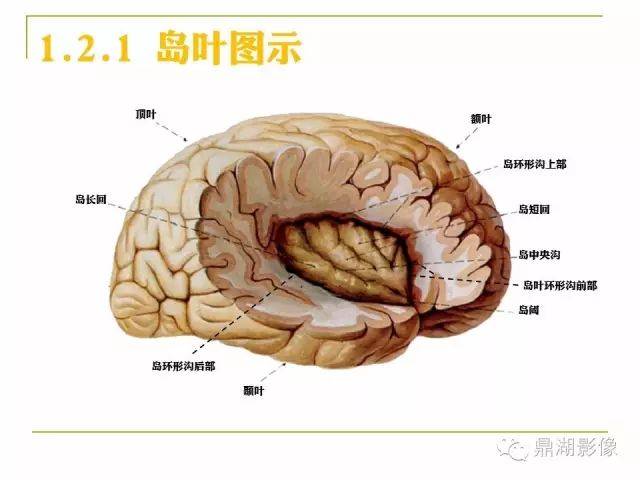 超详细头颅mr高清解剖(必点收藏)