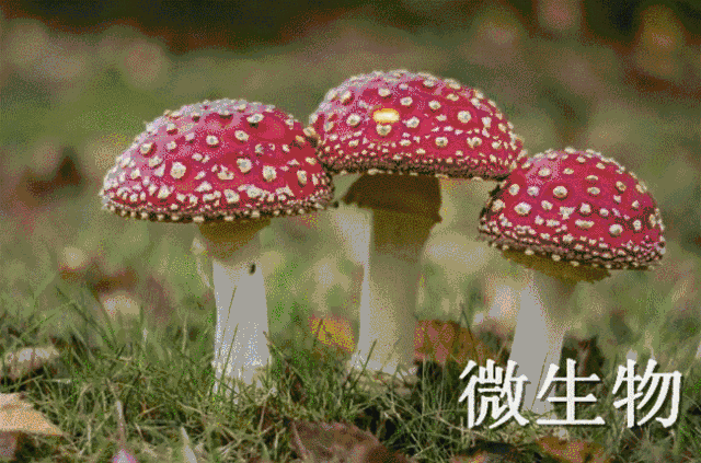 了解冬虫草生长,认识毒蘑菇,做显微玻片实验,研究细胞