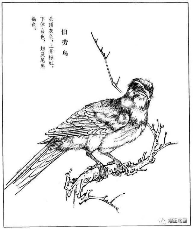 国画基础素材,多鸟白描