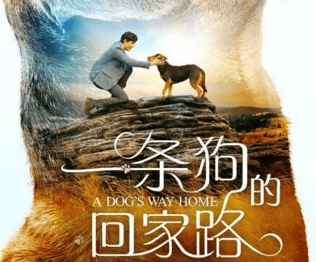 《一条狗的回家路》用"狗"的第一人称感动观众,经历400公里