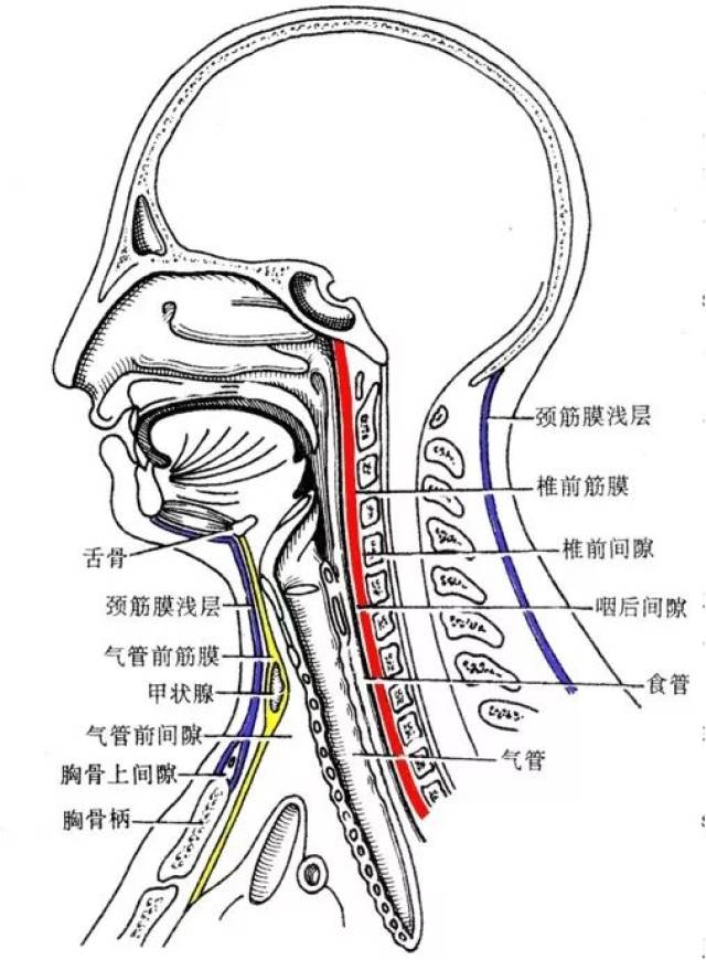 咽后间隙:位于咽的后面与椎前筋膜之间.