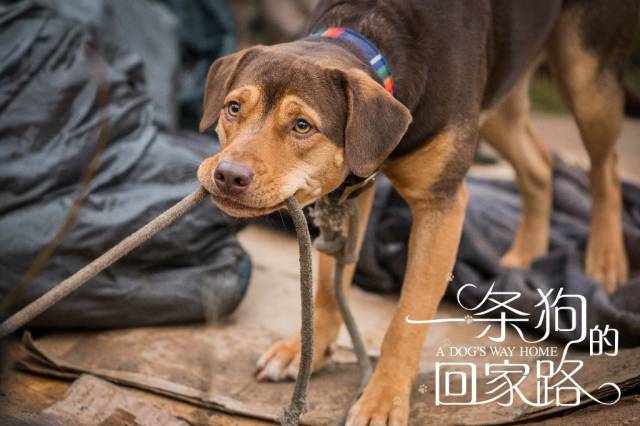 《一条狗的回家路》曝