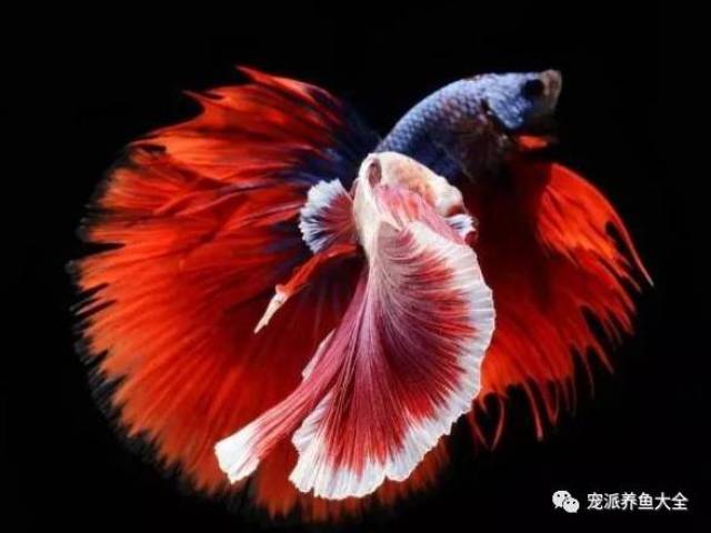 美图欣赏 | 摄影师镜头下的泰国斗鱼,美到令人窒息!