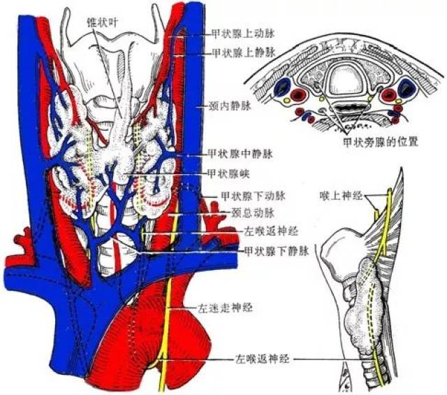 (3)气管颈部: 毗邻: 上:接环状软骨(第6颈椎下缘).