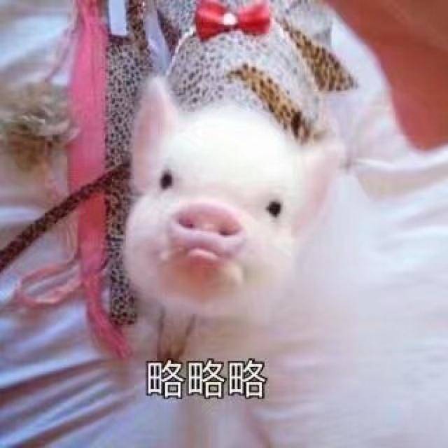 关于猪的搞笑表情包:开心得像个小猪仔