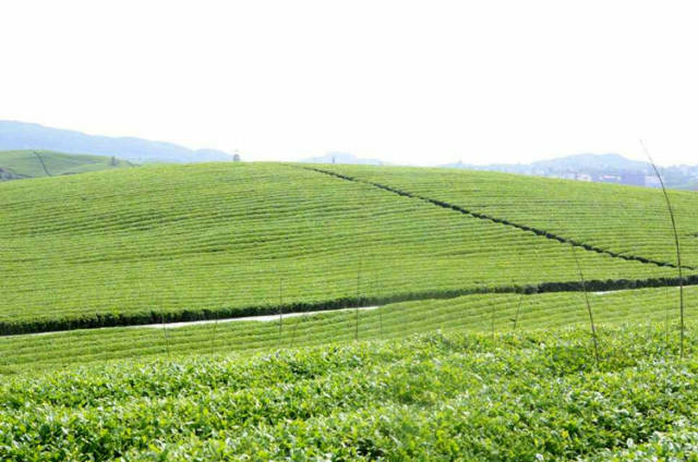 贵州梵净山 苗王城 古苗寨 万亩茶园 凤凰古城 湘西风情
