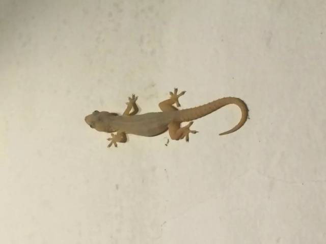 在莱州,壁虎不叫壁虎,叫血虎子.