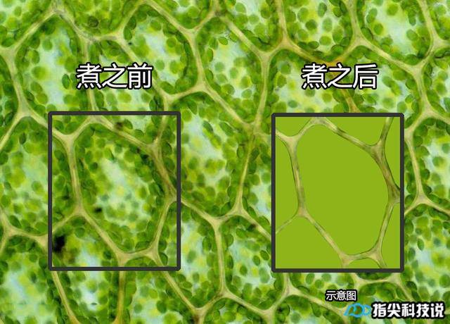 但青菜煮过之后,叶绿素就不再集中在叶绿体了,而是整个细胞,都变成了