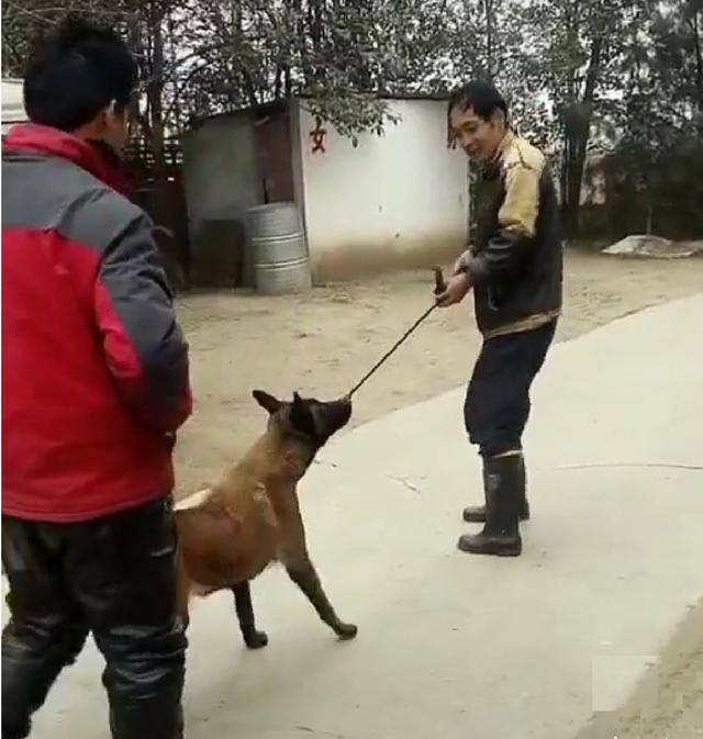 主人欲卖掉爱犬,狗狗的反应出乎意料,买家放弃:君子不夺人所爱
