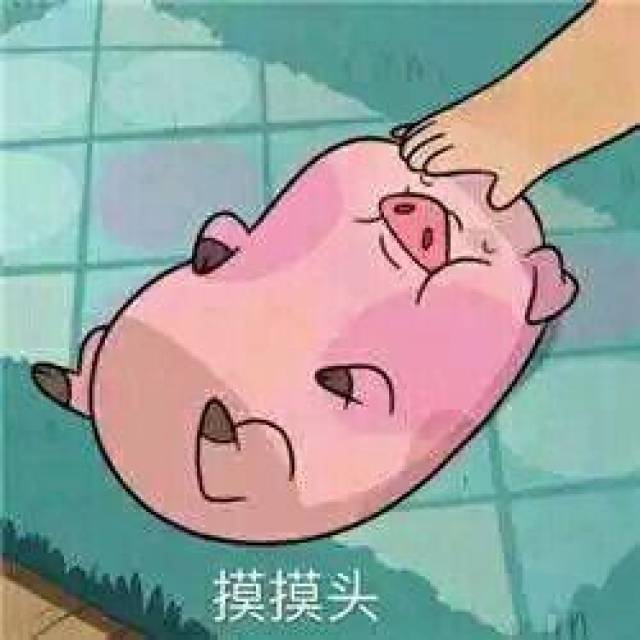 关于猪的卡通表情包:乖巧的像只小猪仔