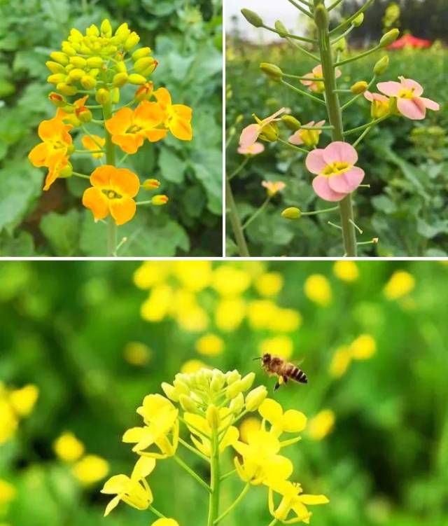 七色油菜花,五行圣女果,板粟南瓜皇,奶油草莓,马岳花海与您相约春节不