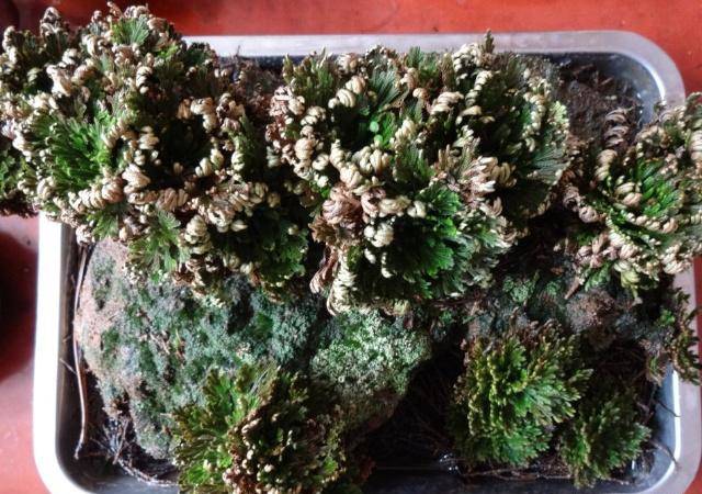 这种野草人称"长生不死草",见到不要错过,现在价值非常珍贵