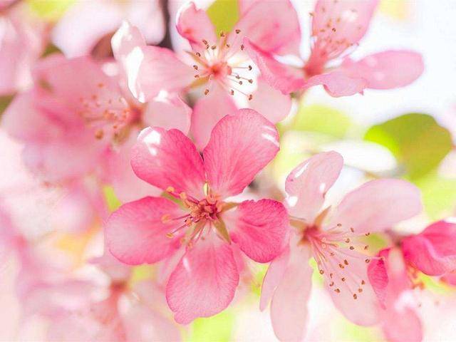 什么是桃花煞桃花刀桃花运桃花劫?什么样的人易有桃花