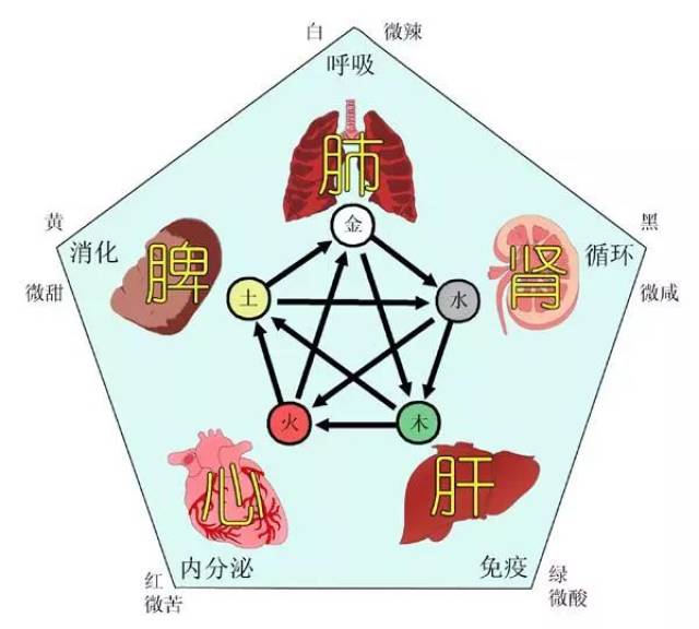 中医的肝,心,脾,肺,肾并不单单指这五个脏器,而是包括了和这五个脏器