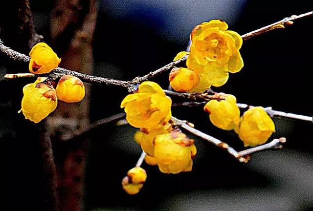 丹江口红花苑的腊梅开花了!