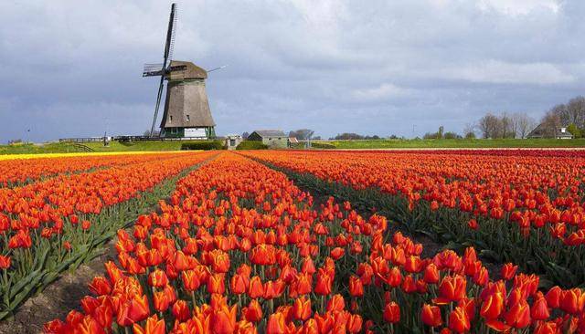 荷兰永居及快速入籍条件、荷兰护照在手、世界