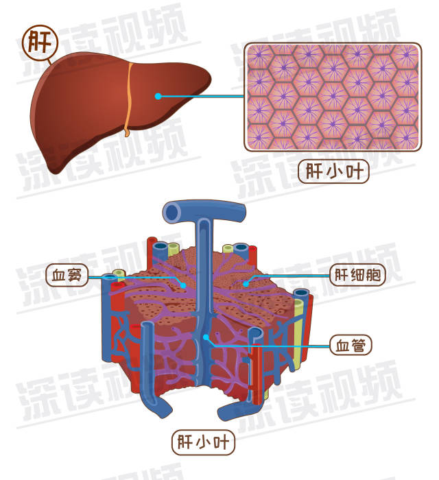 如果肝脏是一座城的话,那肝小叶就是城里的村落,肝细胞就像是一个个