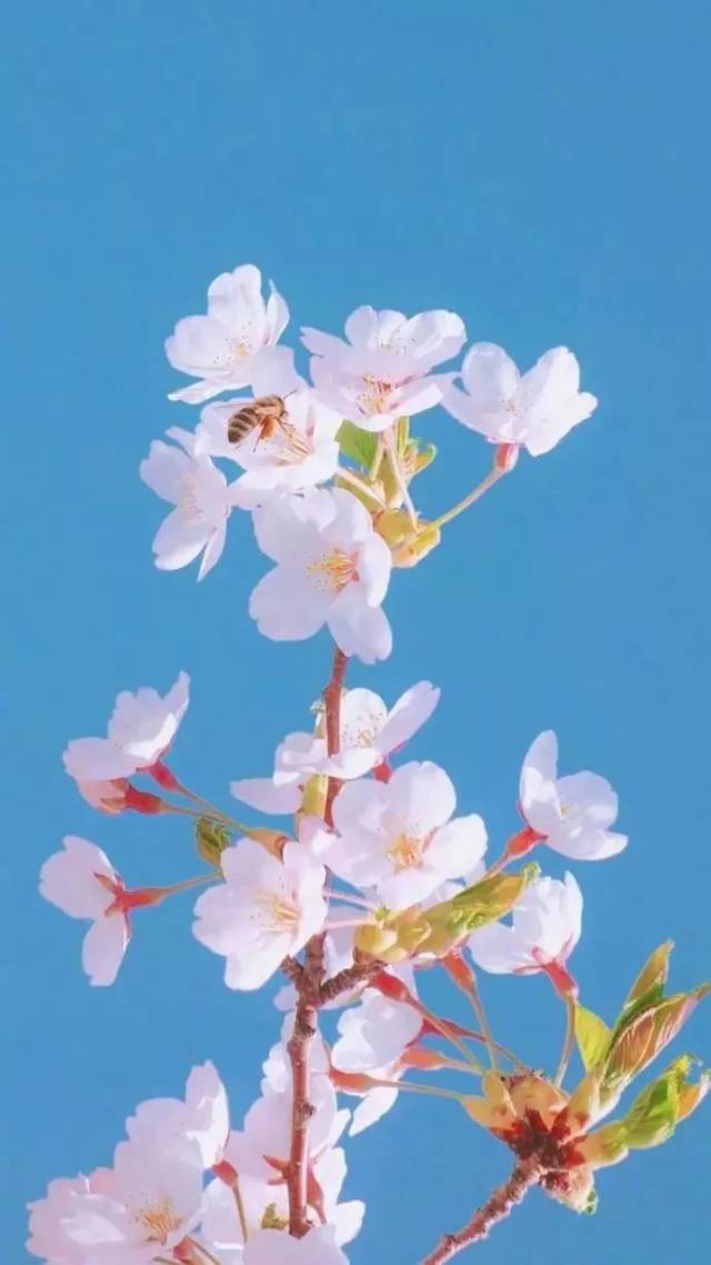紫色 红色 黄色 绿色 粉色 蓝色系壁纸