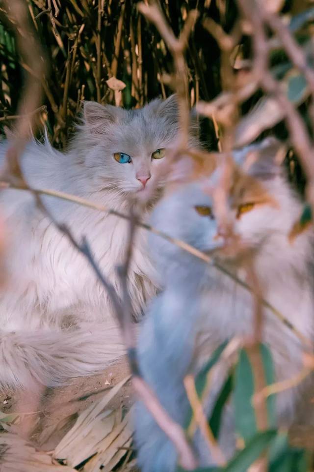 那些长相清奇的猫,哪一款让你最难忘?