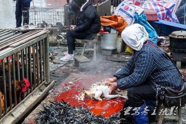 从江西山集市上一位大嫂在鸡笼边杀鸡拔毛,鸡们还好奇地伸着头看